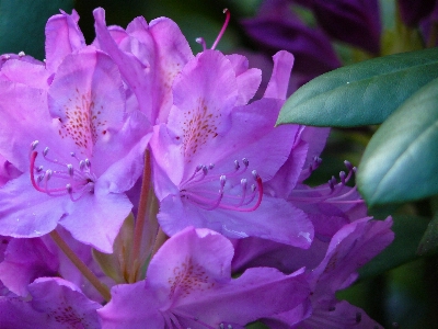 Nature blossom light plant Photo