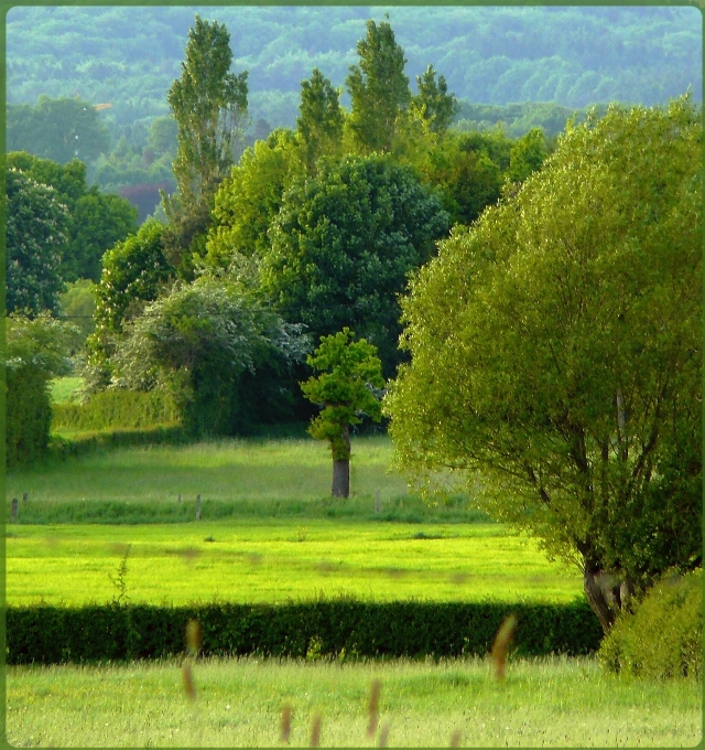 Lanskap pohon alam rumput