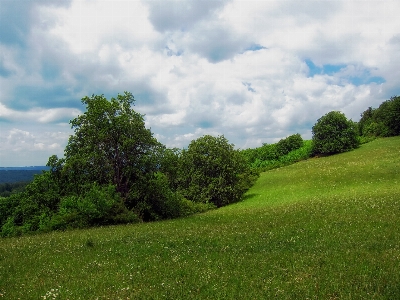 Landscape tree nature forest Photo