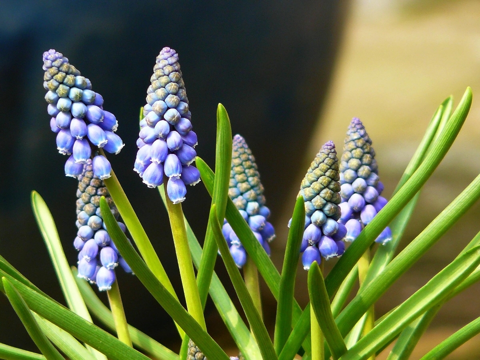 Natur blüte anlage blume