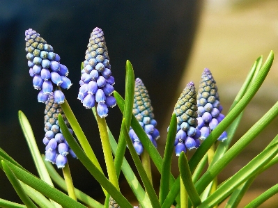 Nature blossom plant flower Photo