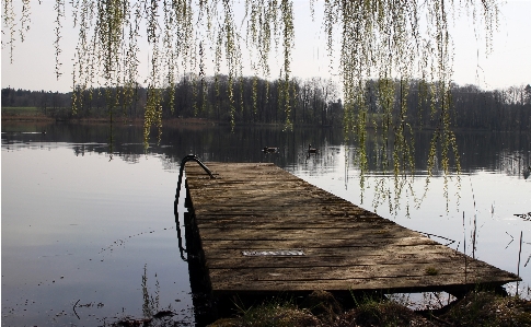 Tree water nature swamp Photo