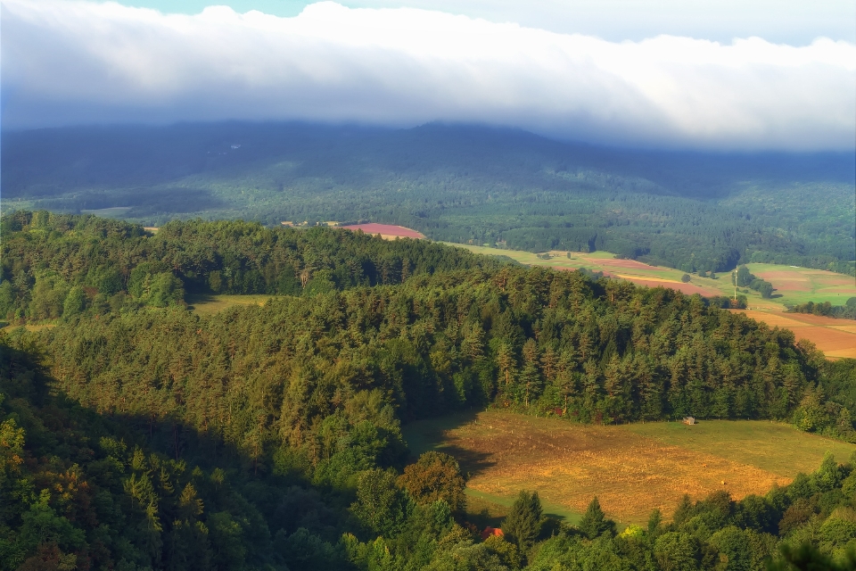 Paesaggio albero natura foresta