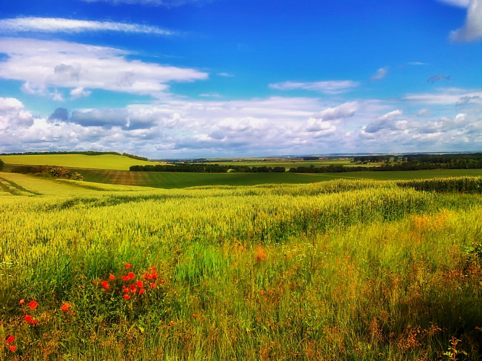 Landscape nature grass horizon