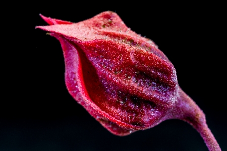 Blossom plant photography leaf Photo