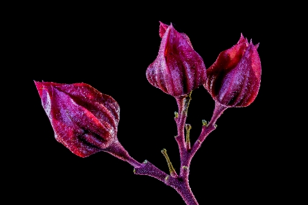 Blossom plant leaf flower Photo