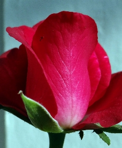 Blossom growth plant stem Photo