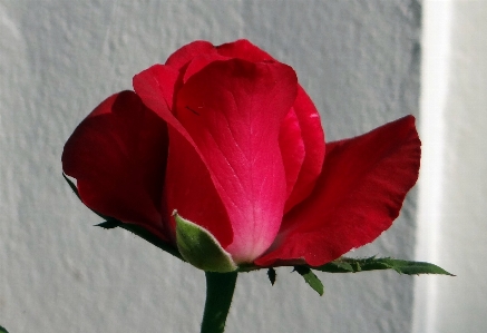 Blossom growth plant stem Photo