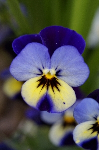 Photo Nature fleurir usine fleur