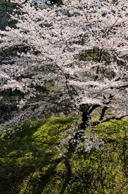 木 ブランチ 花 植物