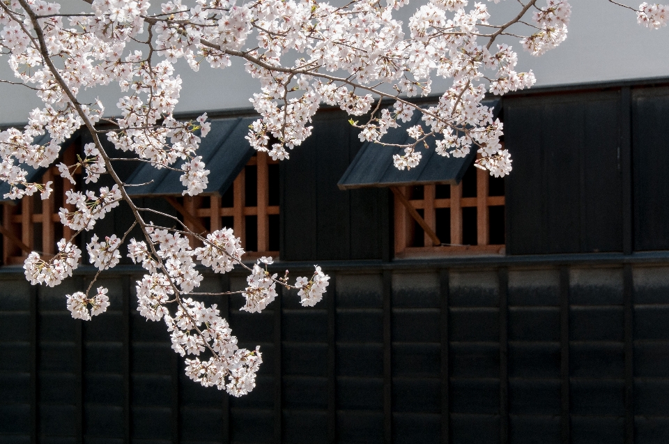 Branch blossom plant flower