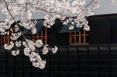 Branch blossom plant flower Photo