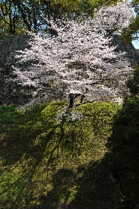 木 rock ブランチ 花 写真