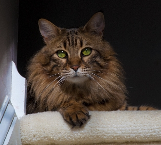 Photo Animal de compagnie chat mammifère