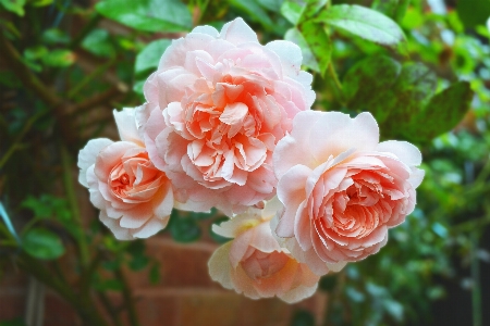 Blossom plant flower petal Photo