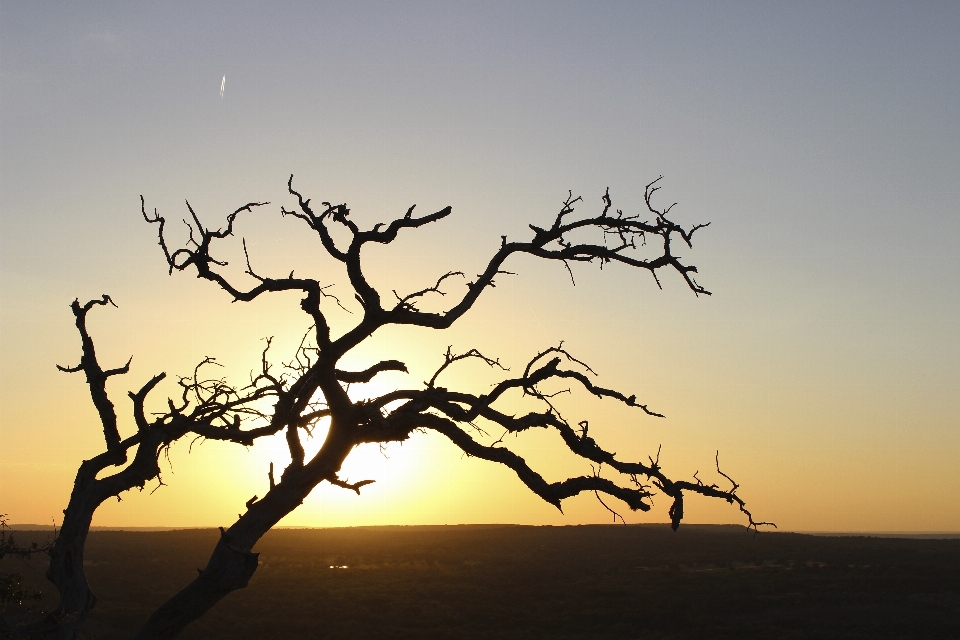 Mare albero natura orizzonte