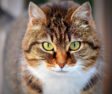 Foto Animal bicho de estimação gato mamífero