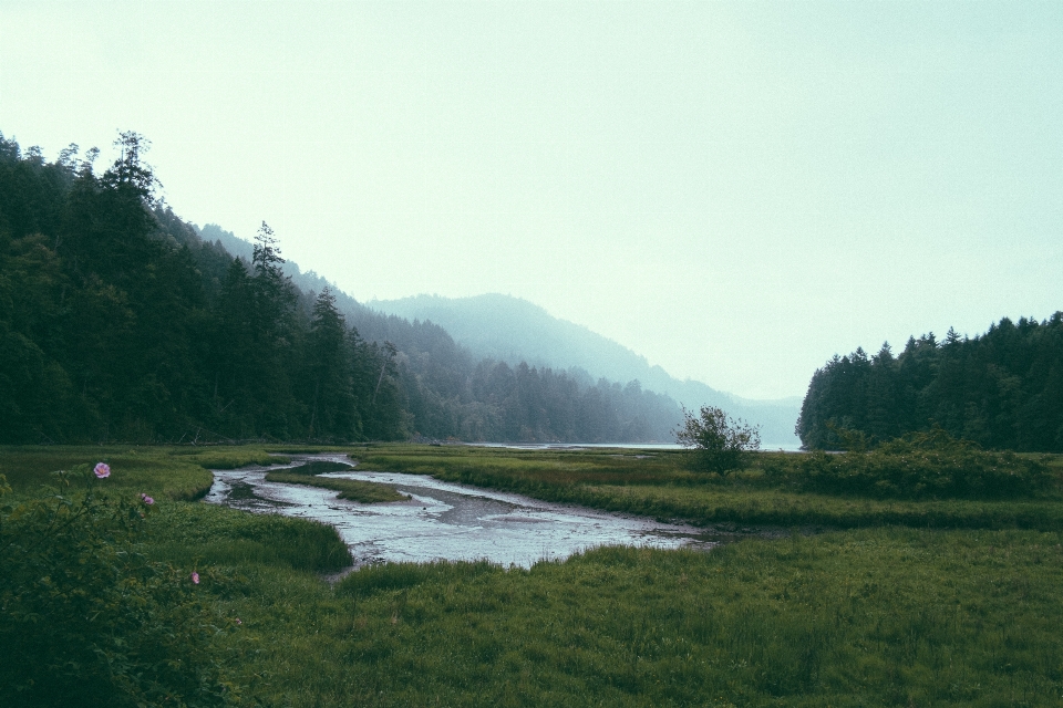 Paysage mer nature forêt