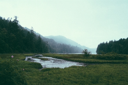 Landscape sea nature forest Photo