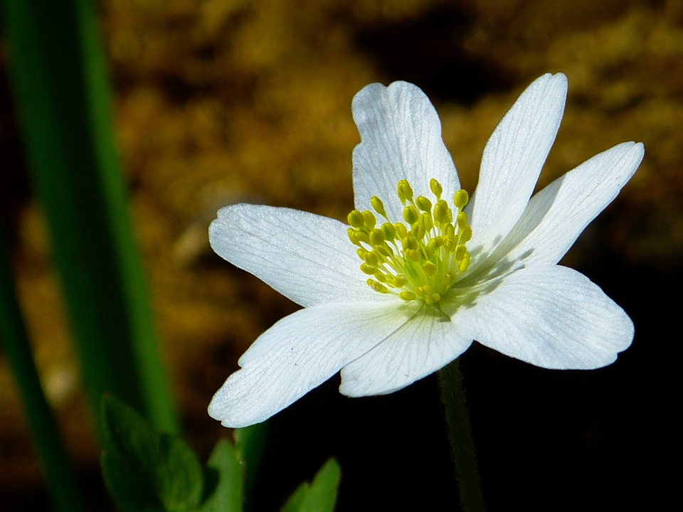 Naturaleza florecer planta blanco