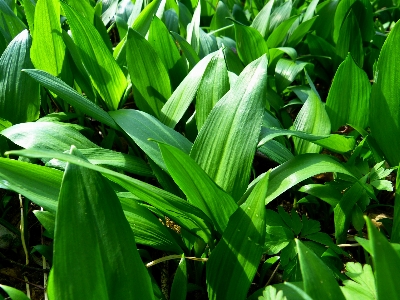 Foto Bosque césped planta hoja