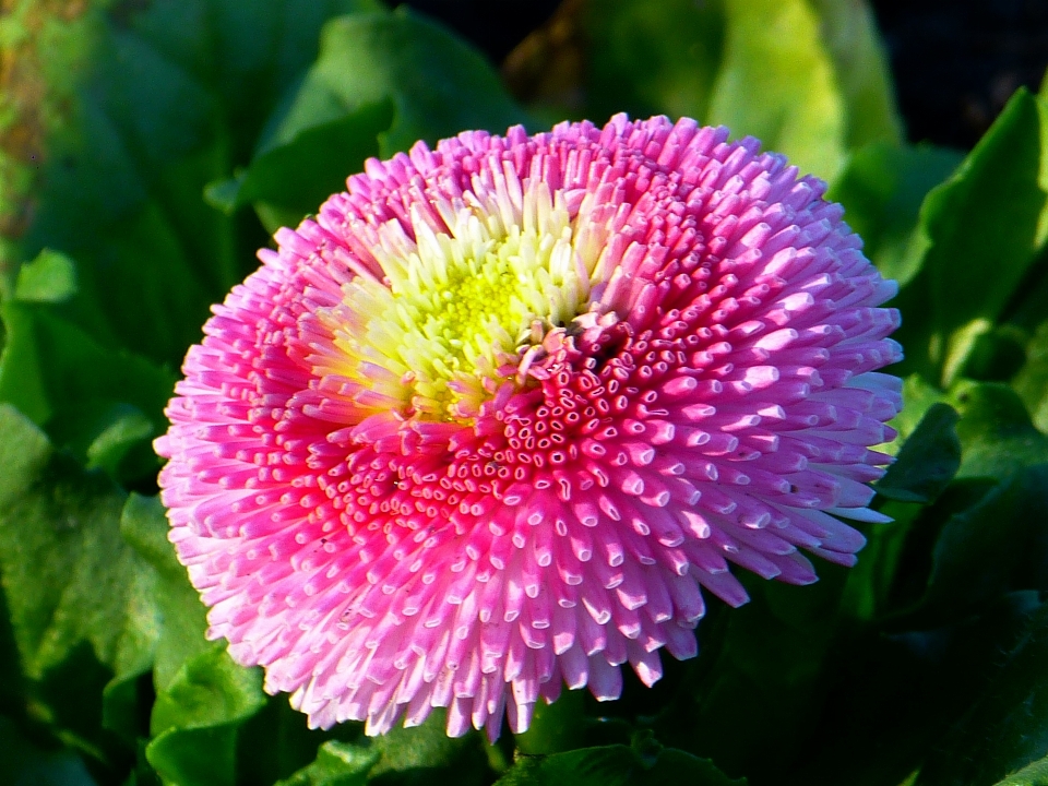 开花 植物 白色的 花