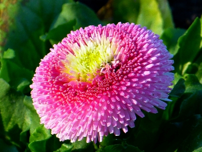 Blossom plant white flower Photo