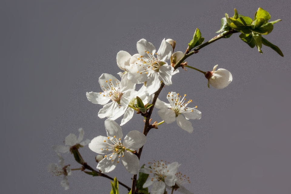 Bifurquer fleurir usine blanc