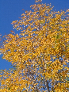 Tree nature branch plant Photo