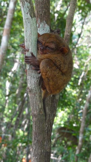 árbol naturaleza rama pájaro