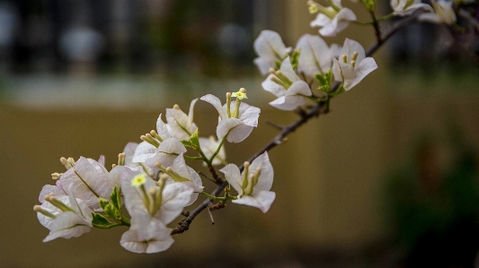 Tree nature branch blossom Photo