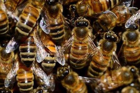 Honey insect macro fauna Photo