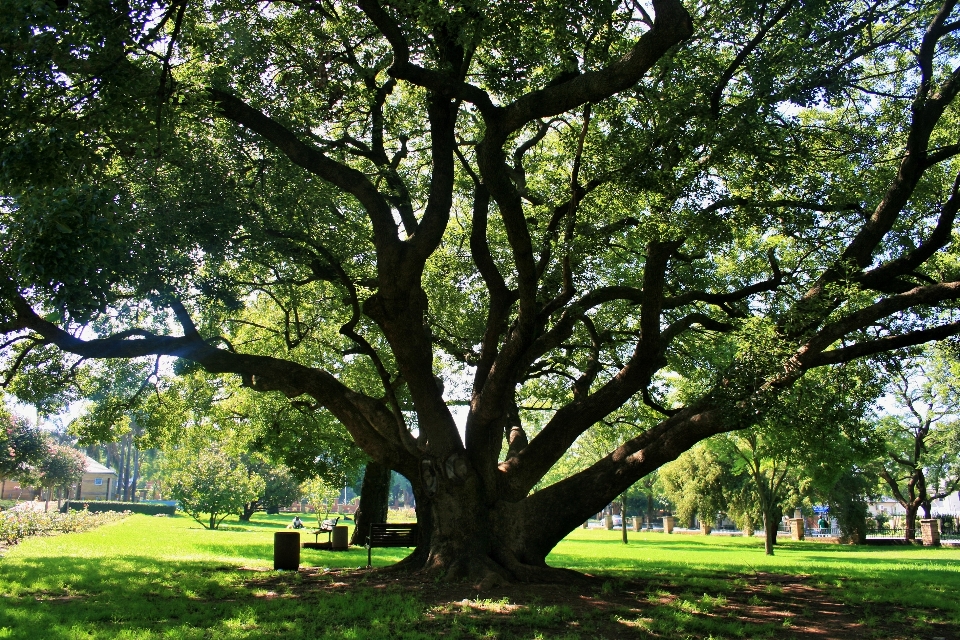 Baum anlage blume alt