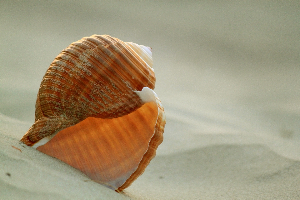 Sand spiral animal symmetrical