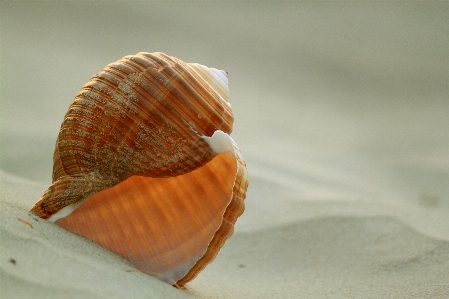 Sand spiral animal symmetrical Photo