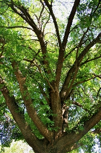 Tree forest branch plant Photo