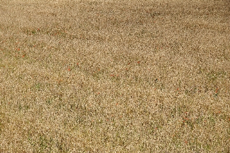 Foto Césped planta campo prado
