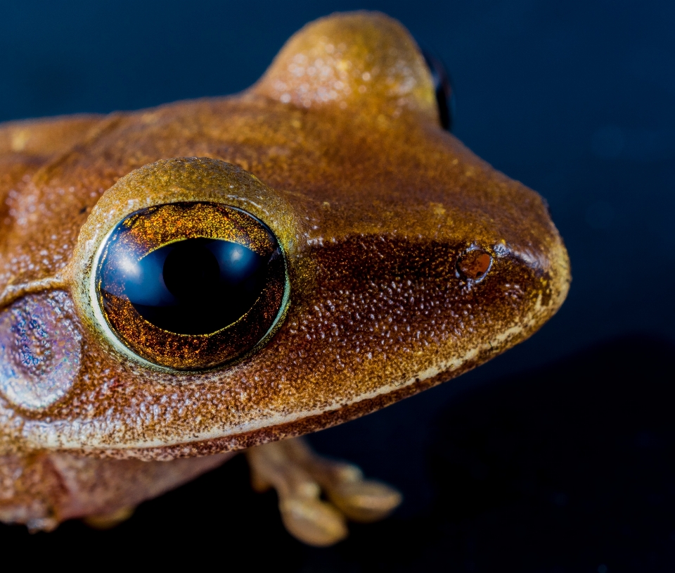 La photographie biologie grenouille amphibie