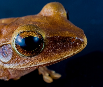 Foto Fotografi biologi katak amfibi