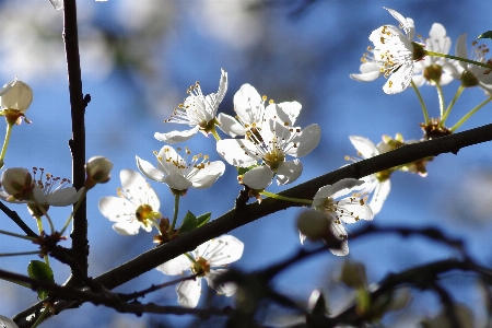 Tree nature branch blossom Photo