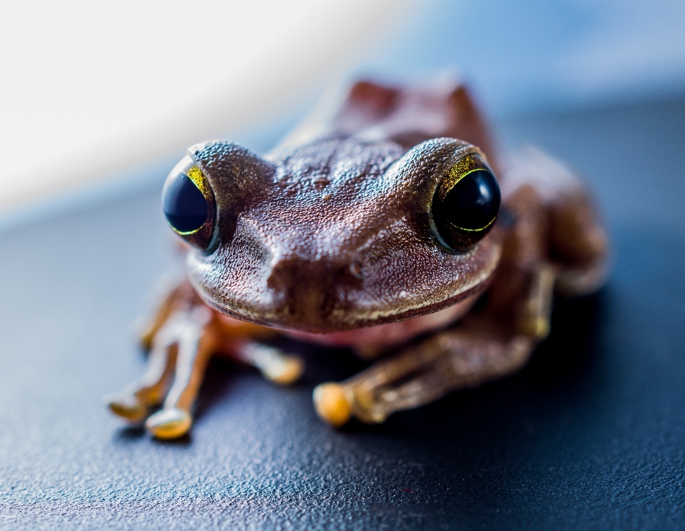 La photographie grenouille crapaud amphibie