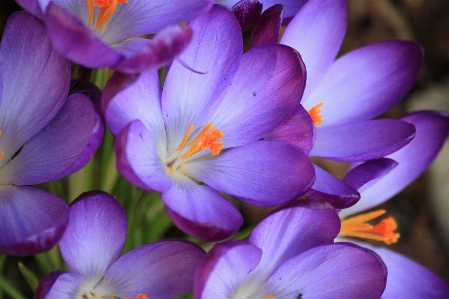 Natur blüte licht anlage Foto