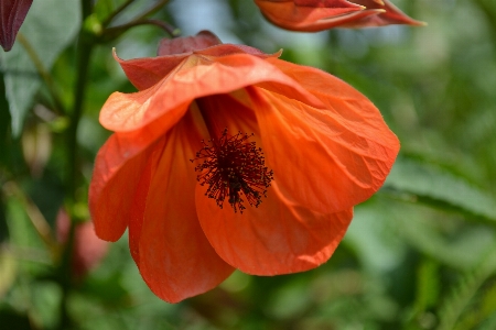 Nature plant flower petal Photo