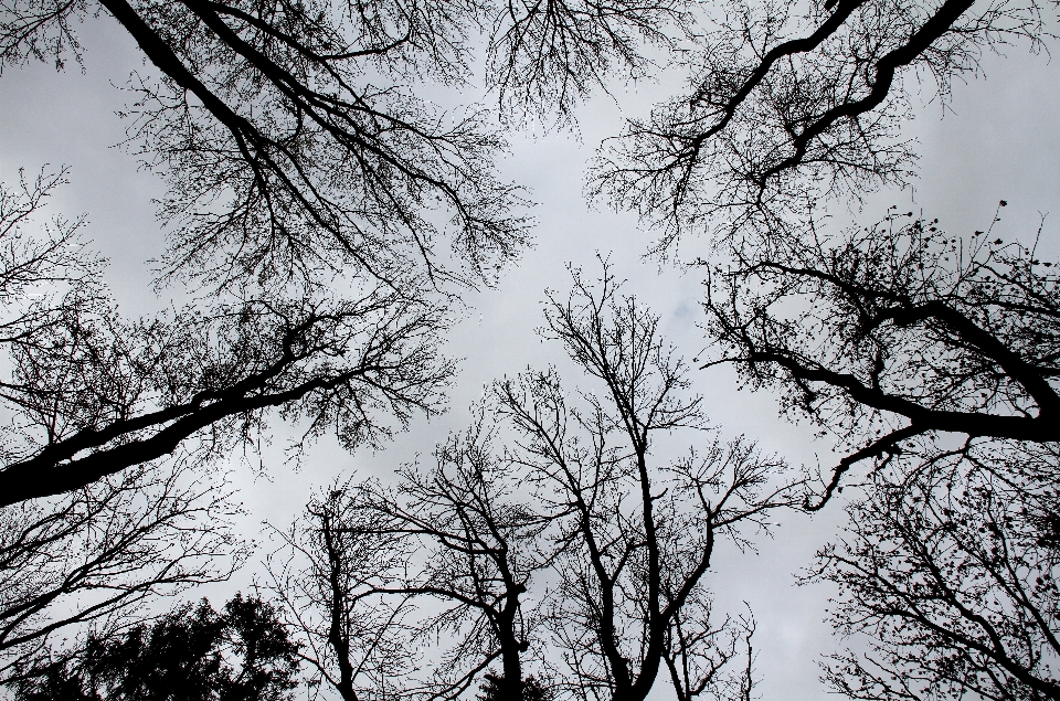 Albero natura foresta ramo