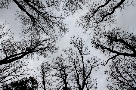 Foto Pohon alam hutan cabang