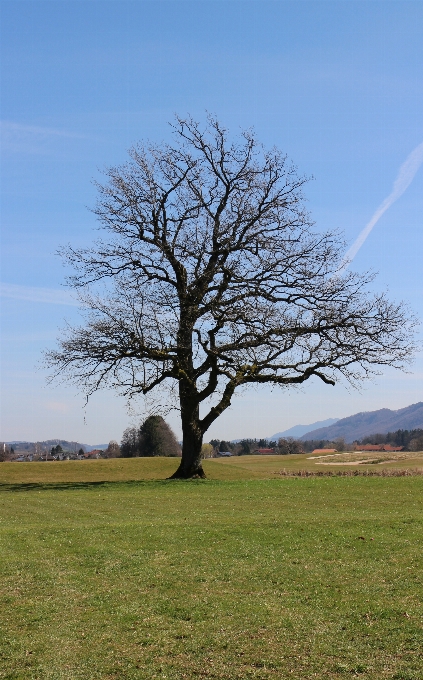 Krajobraz drzewo natura trawa