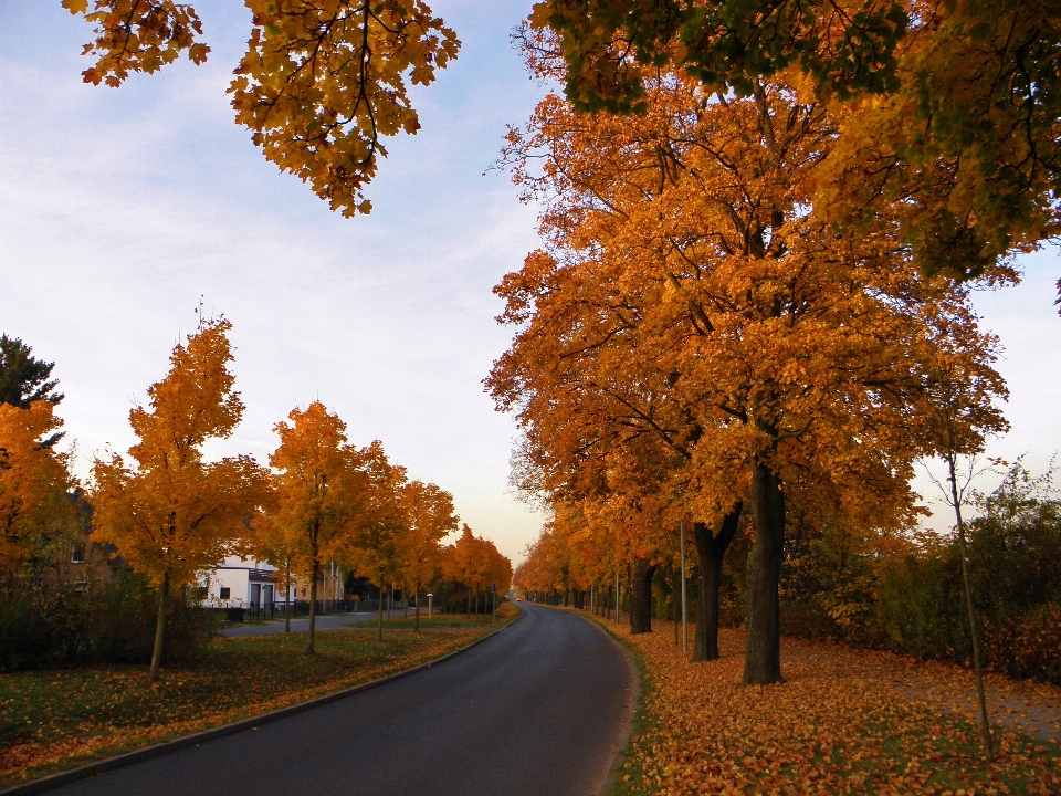 Landschaft baum natur anlage