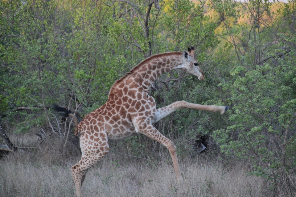 Wilderness adventure animal jump