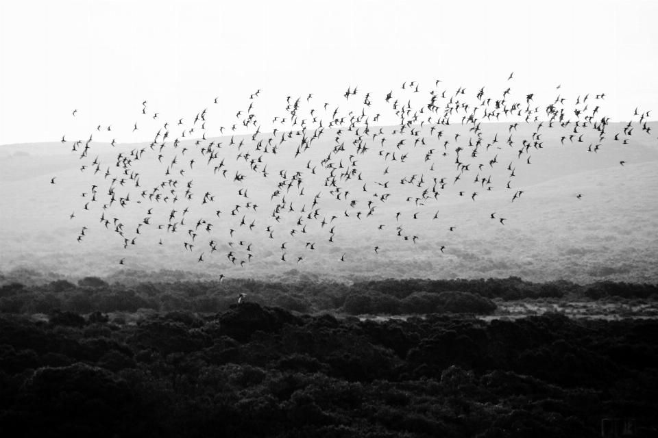 Natureza pássaro preto e branco
 aceno