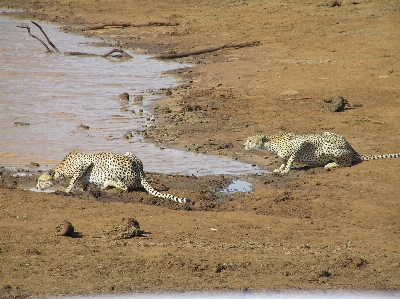 Foto Laut satwa margasatwa predator